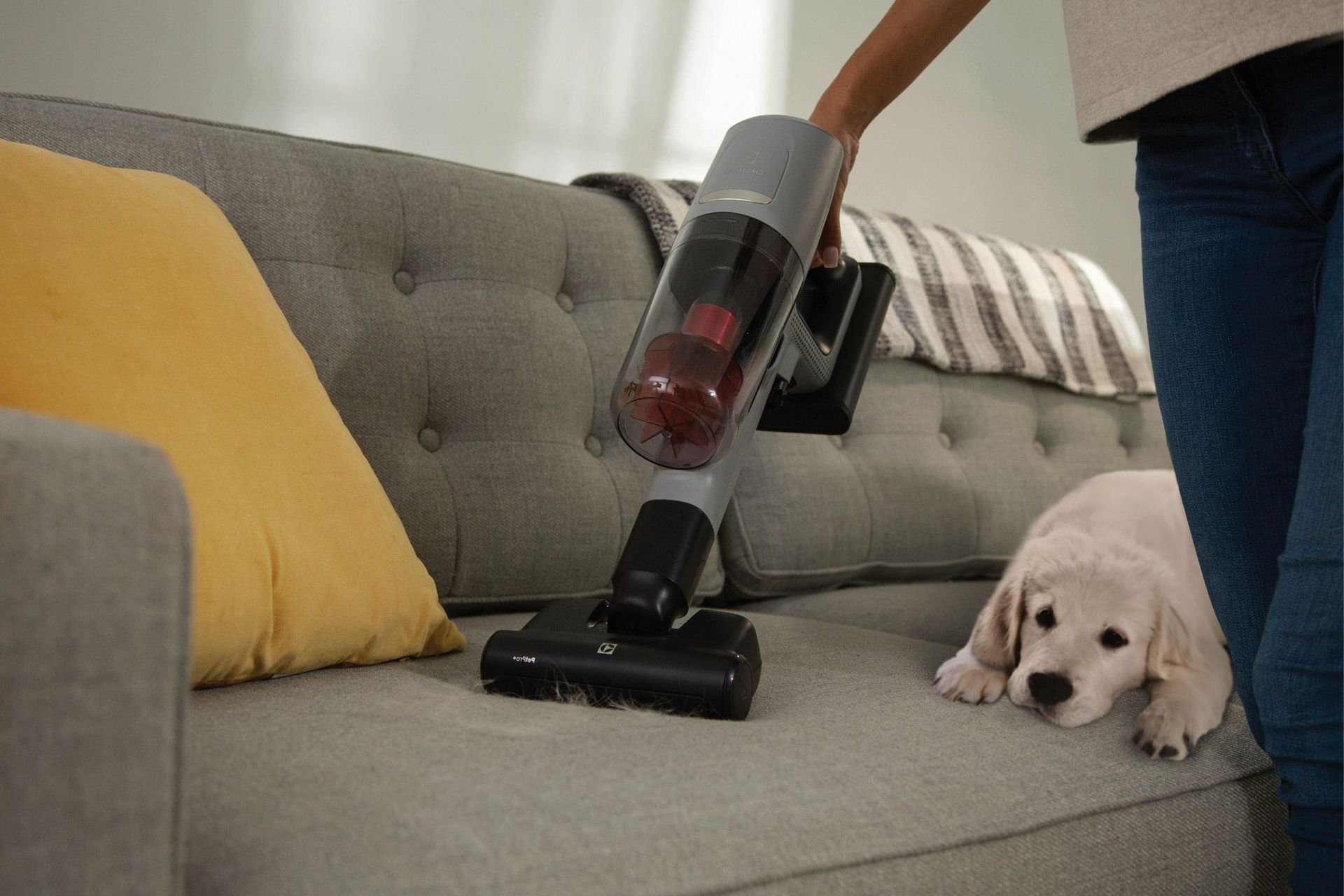 How to Choose a Vacuum for Cat Hair and Litter?